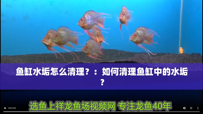 魚缸水垢怎么清理？：如何清理魚缸中的水垢？