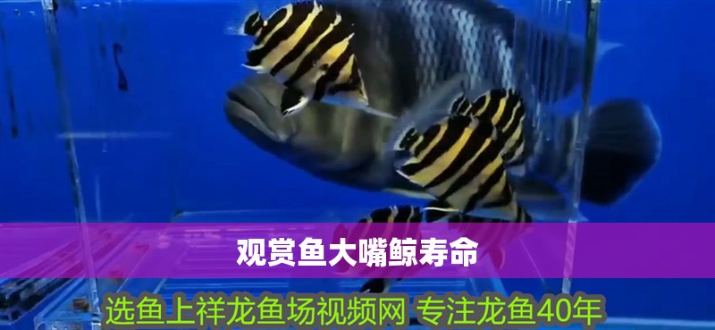 觀賞魚大嘴鯨壽命