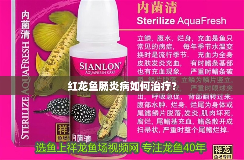 紅龍魚腸炎病如何治療？