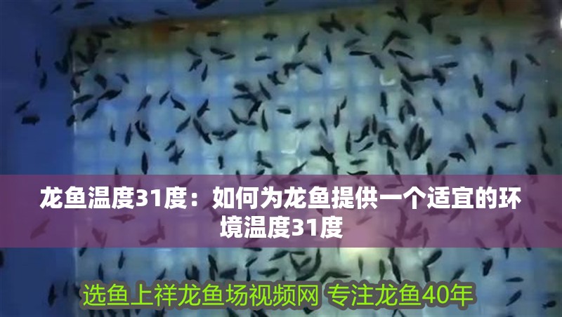 龍魚溫度31度：如何為龍魚提供一個適宜的環(huán)境溫度31度