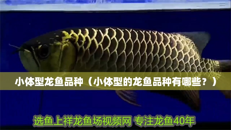 小體型龍魚品種（小體型的龍魚品種有哪些？）