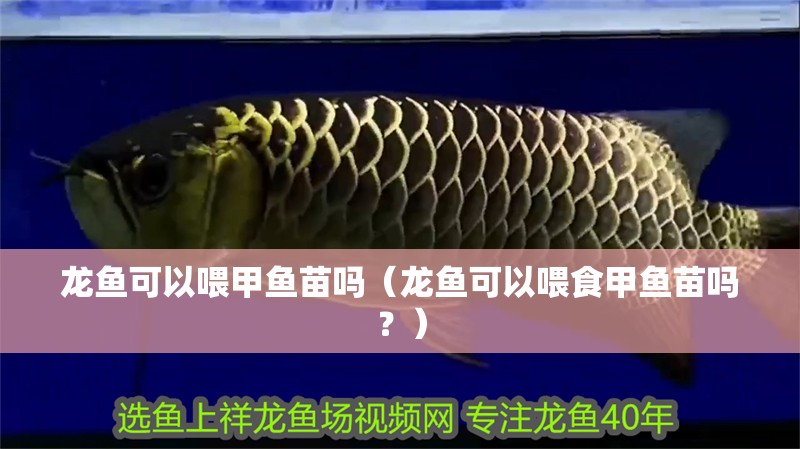 龍魚(yú)可以喂甲魚(yú)苗嗎（龍魚(yú)可以喂食甲魚(yú)苗嗎？）