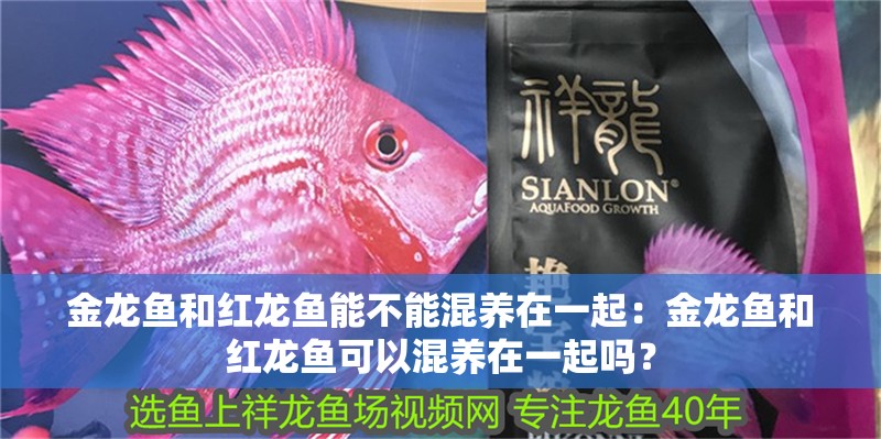 金龍魚和紅龍魚能不能混養在一起：金龍魚和紅龍魚可以混養在一起嗎？