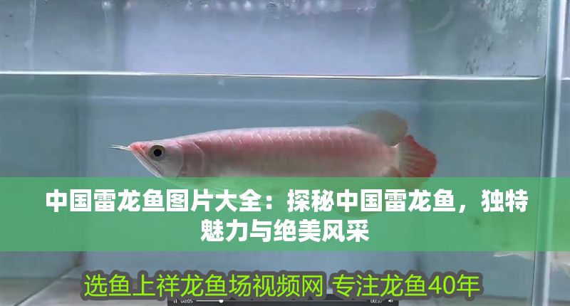 中國雷龍魚圖片大全：探秘中國雷龍魚，獨特魅力與絕美風采