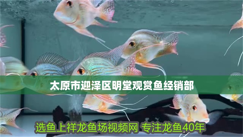 太原市迎澤區(qū)明堂觀賞魚經(jīng)銷部