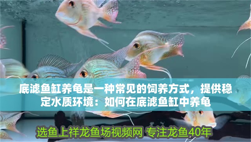 底濾魚缸養龜是一種常見的飼養方式，提供穩定水質環境：如何在底濾魚缸中養龜