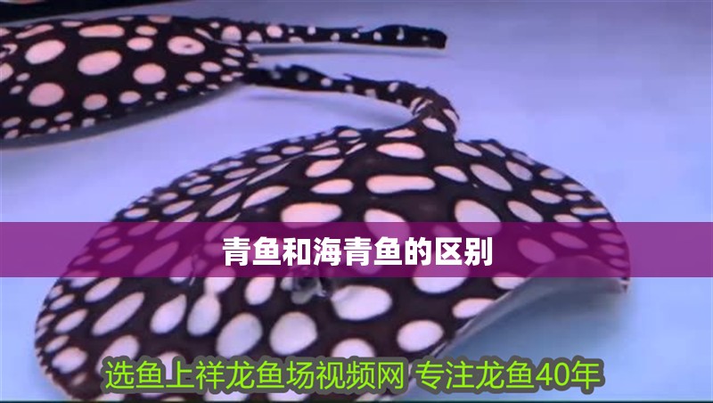 青魚和海青魚的區(qū)別