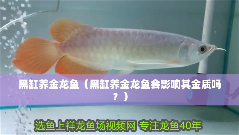 黑缸養金龍魚（黑缸養金龍魚會影響其金質嗎？）