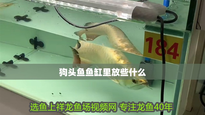 狗頭魚魚缸里放些什么 狗頭魚魚缸里放些什么 龍魚論壇