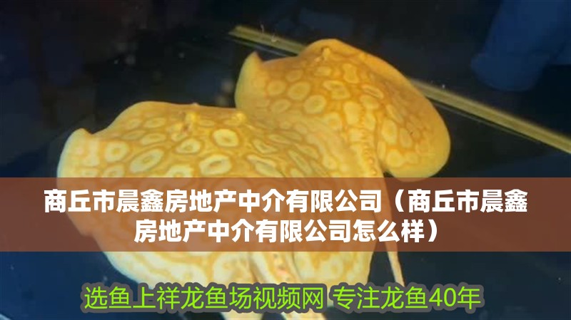 商丘市晨鑫房地產中介有限公司（商丘市晨鑫房地產中介有限公司怎么樣）
