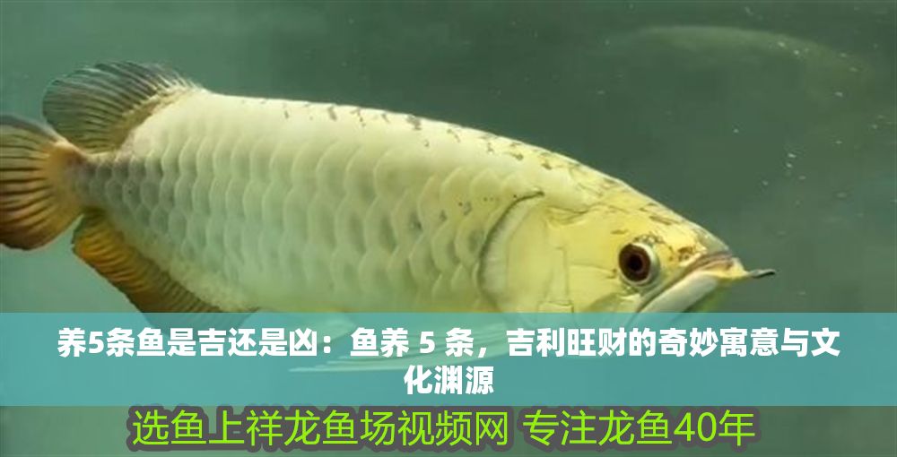 養5條魚是吉還是兇：魚養 5 條，吉利旺財的奇妙寓意與文化淵源