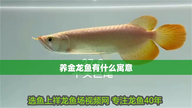 養(yǎng)金龍魚有什么寓意
