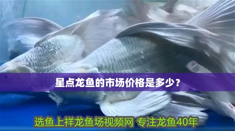 星點(diǎn)龍魚的市場(chǎng)價(jià)格是多少？