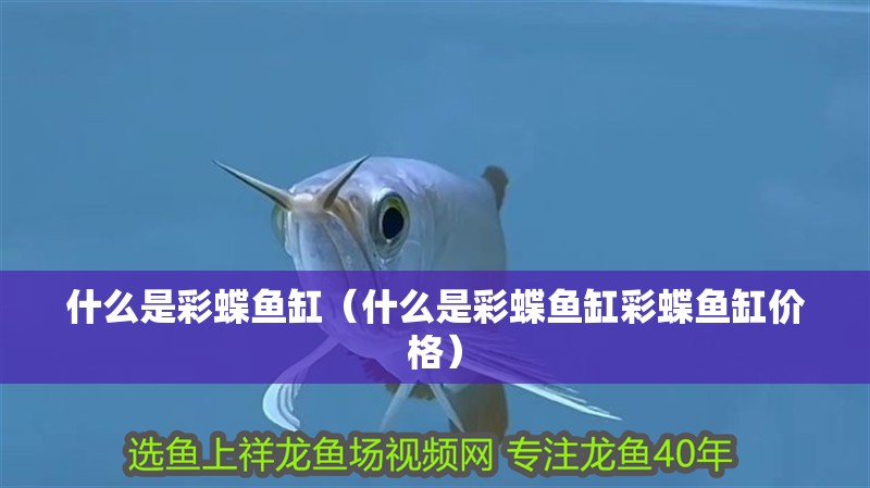 什么是彩蝶魚缸（什么是彩蝶魚缸彩蝶魚缸價格）