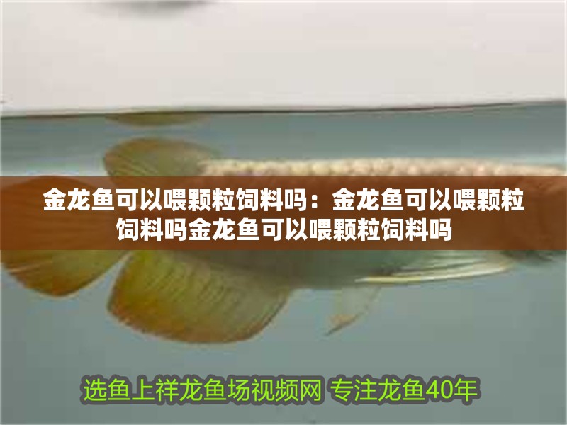 金龍魚可以喂顆粒飼料嗎：金龍魚可以喂顆粒飼料嗎金龍魚可以喂顆粒飼料嗎