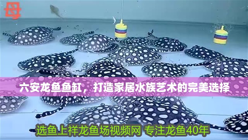 六安龍魚魚缸，打造家居水族藝術的完美選擇