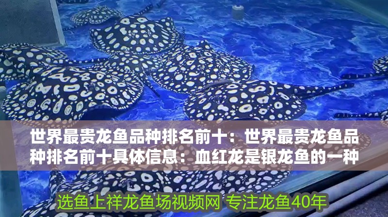 世界最貴龍魚品種排名前十：世界最貴龍魚品種排名前十具體信息：血紅龍是銀龍魚的一種