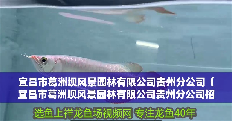 宜昌市葛洲壩風景園林有限公司貴州分公司（宜昌市葛洲壩風景園林有限公司貴州分公司招聘）