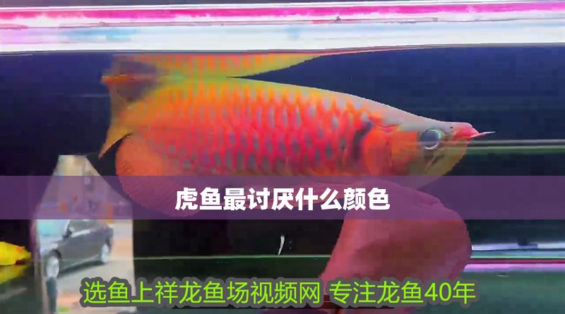 虎魚最討厭什么顏色 虎魚最討厭什么顏色 龍魚論壇