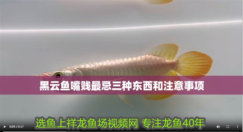 黑云魚嘴賤最忌三種東西和注意事項