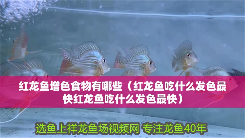 紅龍魚(yú)增色食物有哪些（紅龍魚(yú)吃什么發(fā)色最快紅龍魚(yú)吃什么發(fā)色最快）