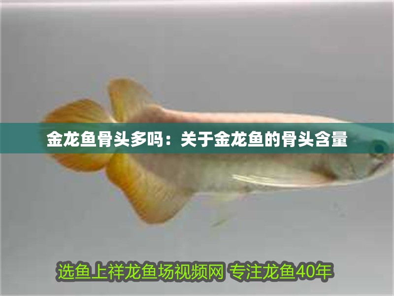 金龍魚骨頭多嗎：關于金龍魚的骨頭含量