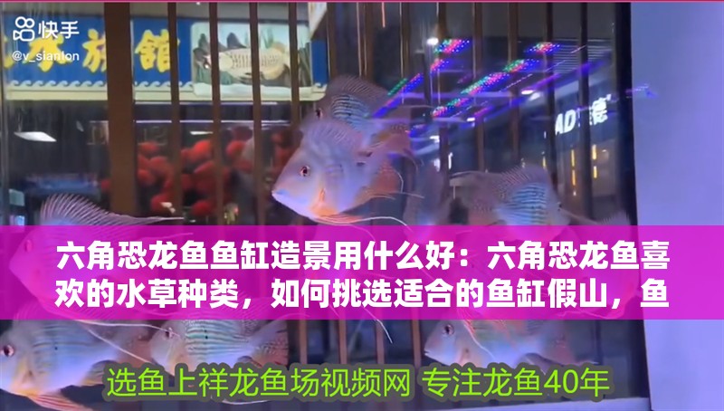 六角恐龍魚(yú)魚(yú)缸造景用什么好：六角恐龍魚(yú)喜歡的水草種類(lèi)，如何挑選適合的魚(yú)缸假山，魚(yú)缸燈光布置的創(chuàng)意方法