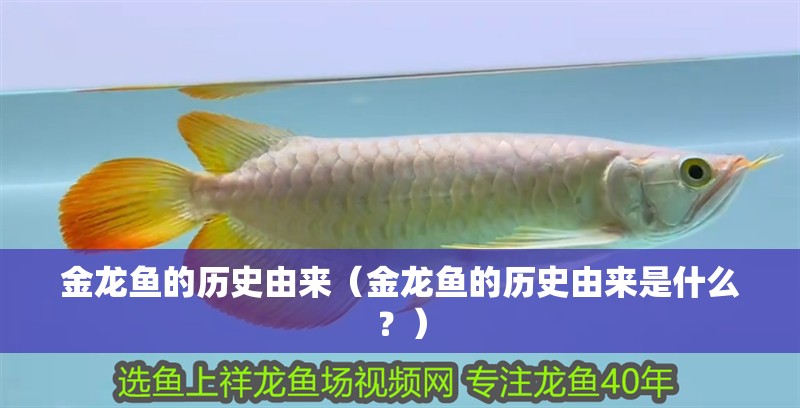 金龍魚的歷史由來（金龍魚的歷史由來是什么？）