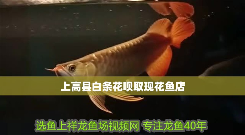 上高縣白條花唄取現(xiàn)花魚店