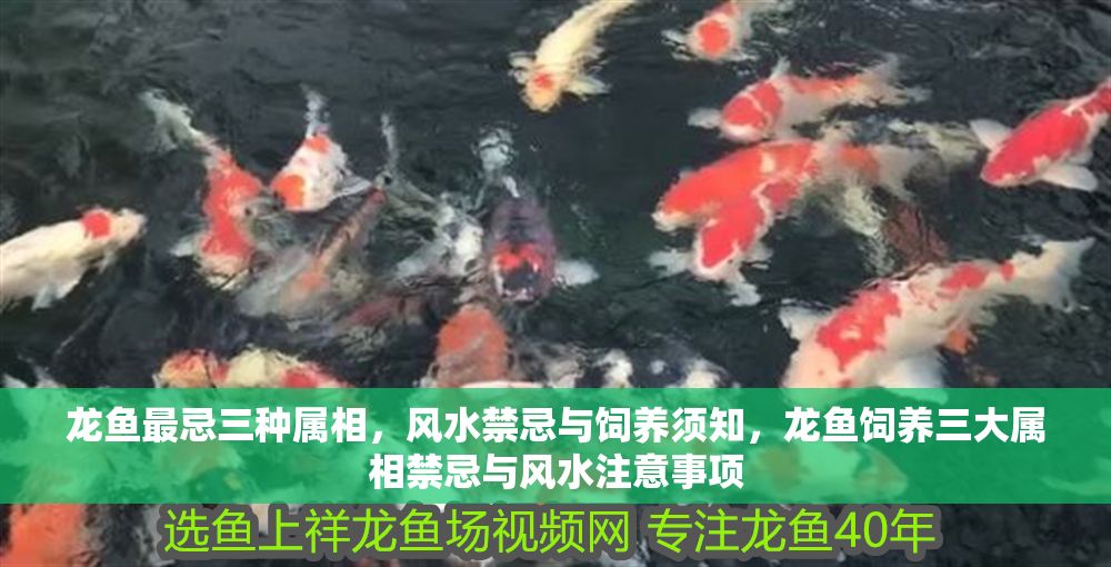 龍魚最忌三種屬相，風水禁忌與飼養須知，龍魚飼養三大屬相禁忌與風水注意事項