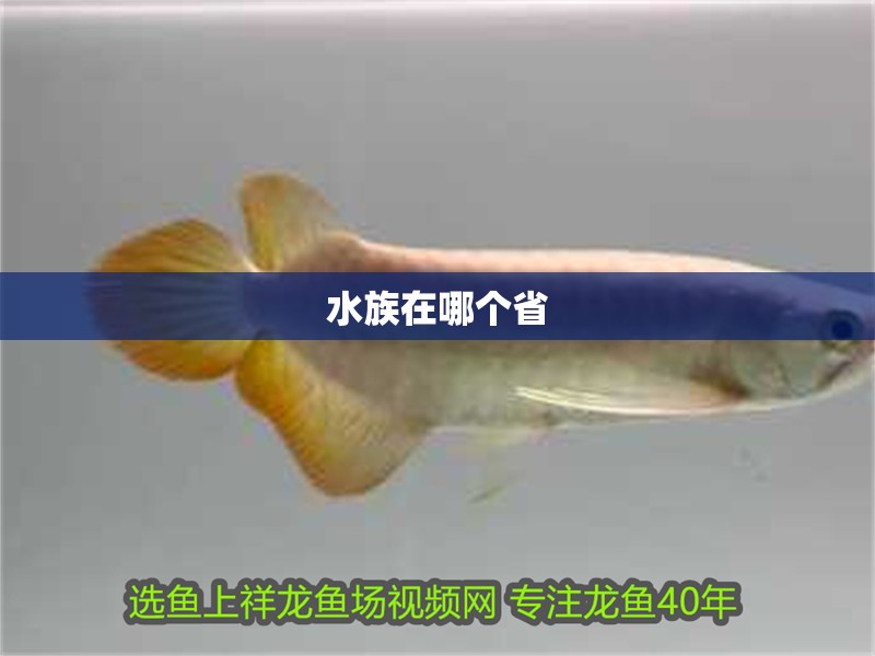 水族在哪個省