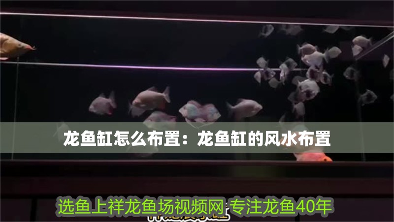 龍魚缸怎么布置：龍魚缸的風水布置