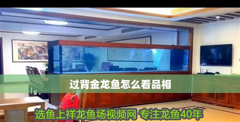 過背金龍魚怎么看品相