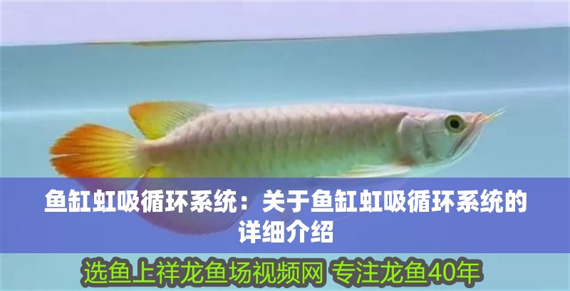 魚缸虹吸循環(huán)系統(tǒng)：關于魚缸虹吸循環(huán)系統(tǒng)的詳細介紹