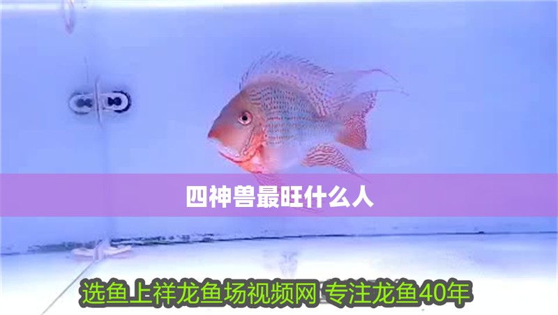 四神獸最旺什么人