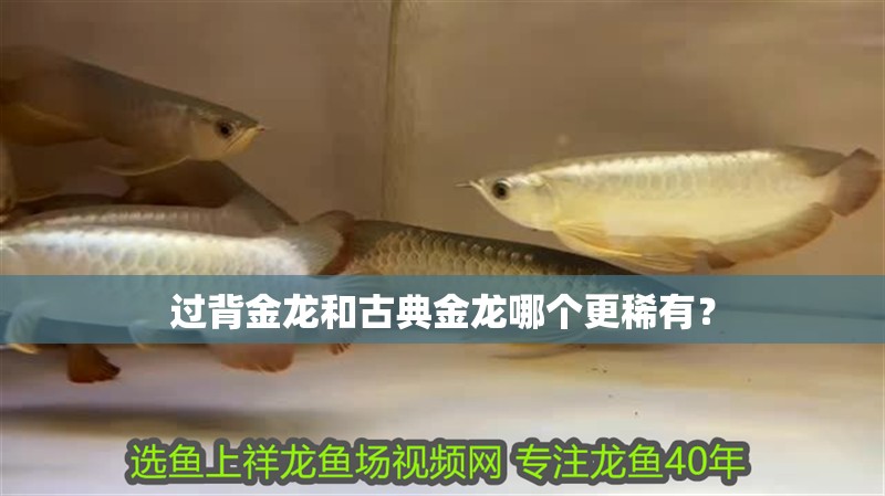 過背金龍和古典金龍哪個更稀有？