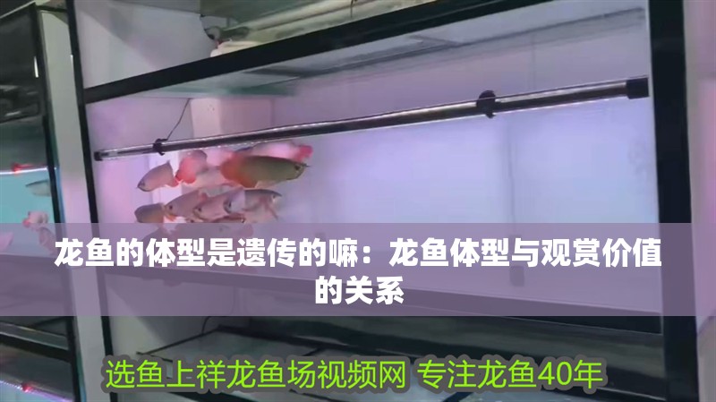 龍魚的體型是遺傳的嘛：龍魚體型與觀賞價值的關系