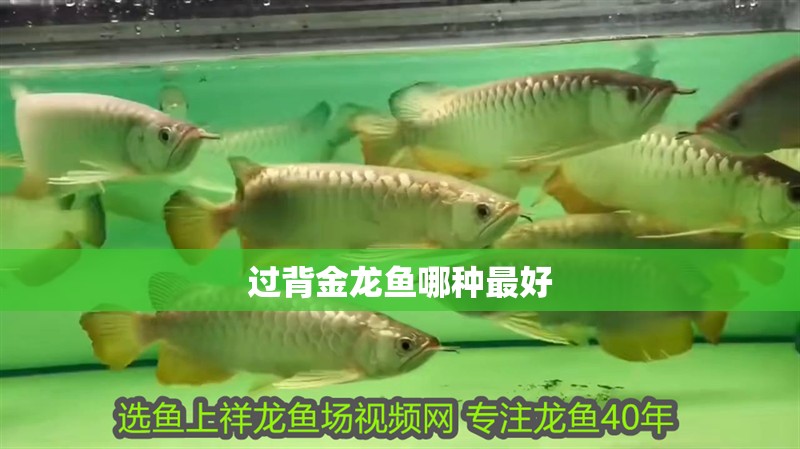 過背金龍魚哪種最好
