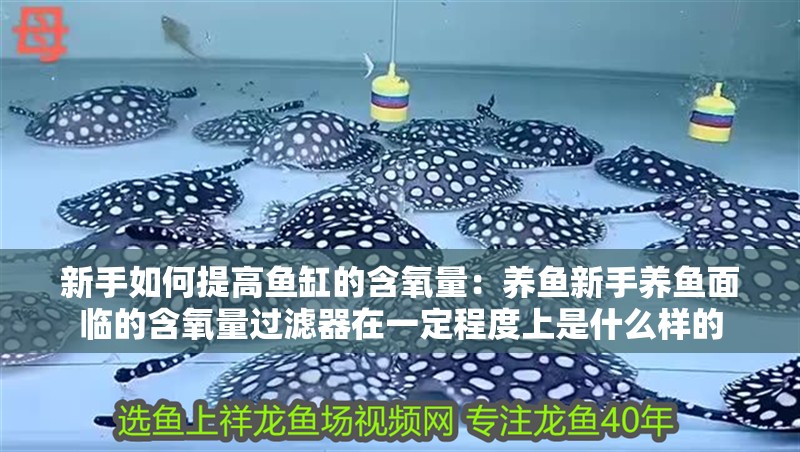 新手如何提高魚缸的含氧量：養魚新手養魚面臨的含氧量過濾器在一定程度上是什么樣的