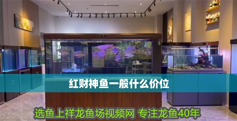 紅財神魚一般什么價位