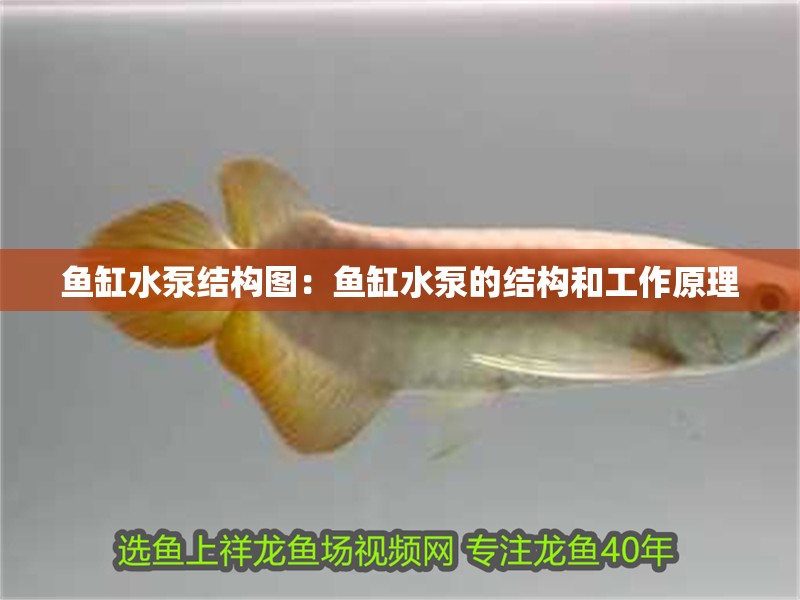 魚缸水泵結構圖：魚缸水泵的結構和工作原理