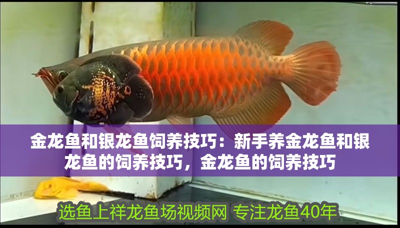 金龍魚和銀龍魚飼養技巧：新手養金龍魚和銀龍魚的飼養技巧，金龍魚的飼養技巧
