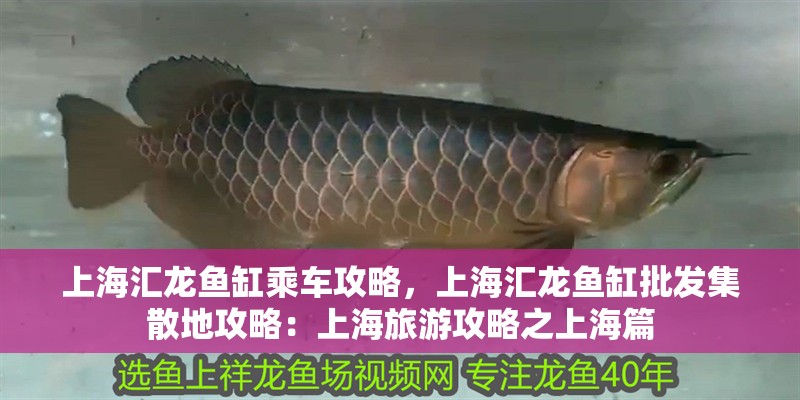 魚缸用增氧泵價(jià)格是多少:魚缸增氧機(jī)-xtrac增氧機(jī)-xtrac增氧機(jī) 上海匯龍魚缸乘車攻略,上海匯龍魚缸批發(fā)集散地攻略:上海旅游攻略之上海篇 龍魚百科 上海匯龍魚缸乘車攻略,上海匯龍魚缸批發(fā)集散地攻略:上海旅游攻略之上海篇 上海匯龍魚缸乘車攻略,上海匯龍魚缸批發(fā)集散地攻略:上海旅游攻略之上海篇 龍魚百科