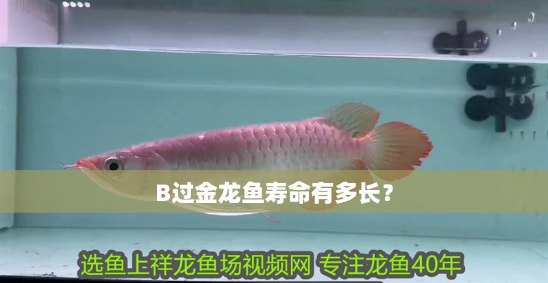 B過金龍魚壽命有多長？