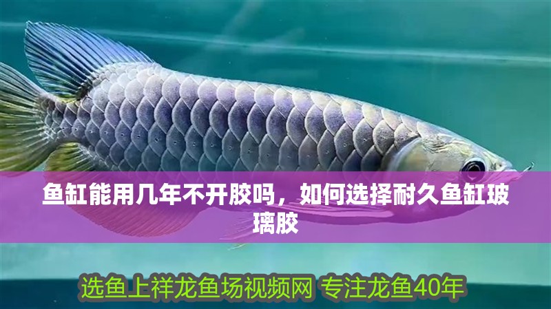 魚缸能用幾年不開膠嗎，如何選擇耐久魚缸玻璃膠