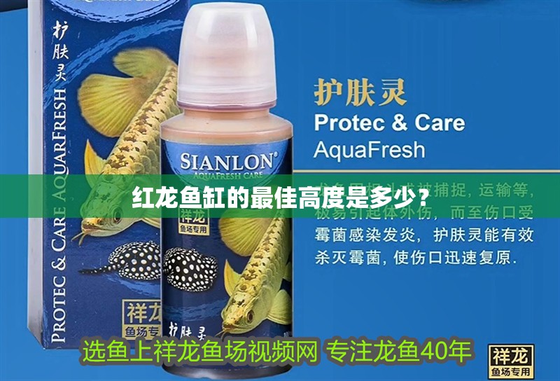 紅龍魚缸的最佳高度是多少？