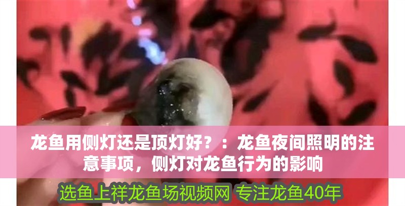 龍魚用側燈還是頂燈好？：龍魚夜間照明的注意事項，側燈對龍魚行為的影響