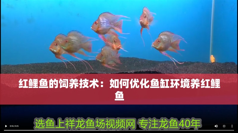 紅鯉魚的飼養技術：如何優化魚缸環境養紅鯉魚