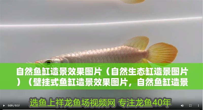 自然魚缸造景效果圖片（自然生態(tài)缸造景圖片）（壁掛式魚缸造景效果圖片，自然魚缸造景效果圖片制作過程）