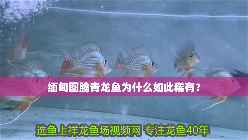 緬甸圖騰青龍魚為什么如此稀有？ 緬甸圖騰青龍魚為什么如此稀有？ 水族問答